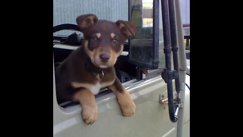 Lilly in the f350