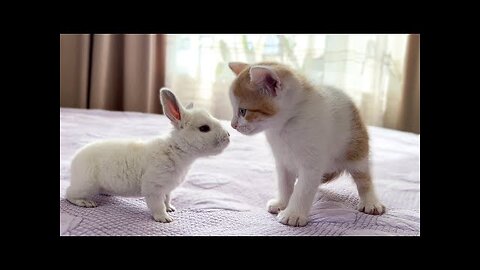 Cute Tiny Kitten Reacts to Baby Bunny [Cuteness Overload]