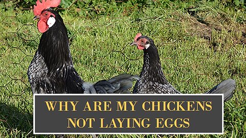 Why are my chickens NOT laying eggs and what to do for they to lay again tutorial