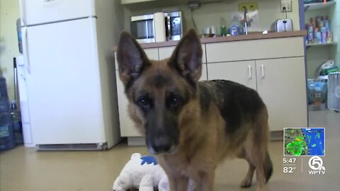 Lexi, a German Shepherd, needs a forever home