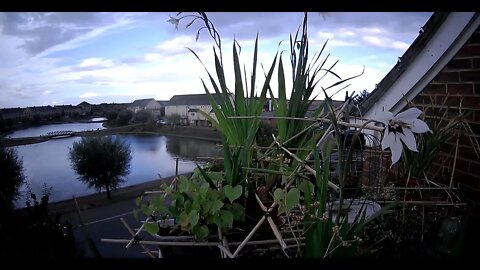 LIVE Peterborough Hampton Storm Incoming Bird Feeder