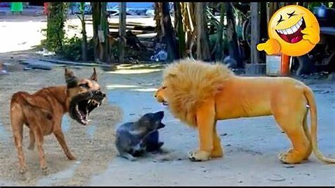 Troll Prank Dog Funny & fake Lion and Fake Tiger Prank To dog & Huge Box Prank to dog😂💪