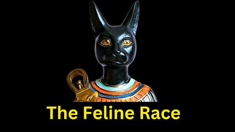 The feline Race