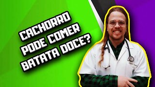 Cachorro pode comer Batata Doce? #shorts