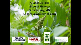 Ailanthus Tree Smithsburg MD Tree Service