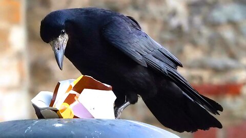 REAL City Birds Eating McDonald's, Starring: Jackdaw, Special Guest Star: Rook