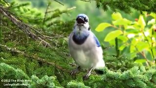 Blue Jay Call