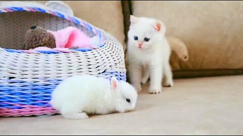 White Kitten and White Tiny bunnies it's so cute