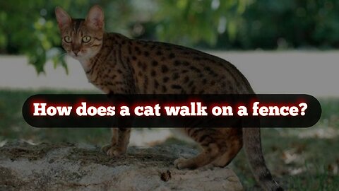 A cat walks on the fence quietly and silently