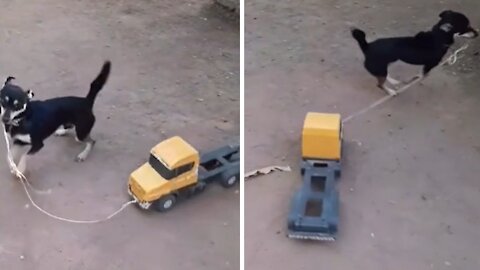 High-spirited Puppy Loves Playing With His Toy Truck