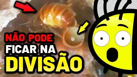 Não faça DIVISÕES de ABELHAS MANDAÇAIA antes de assistir esse vídeo | Respondendo dúvidas 🐝