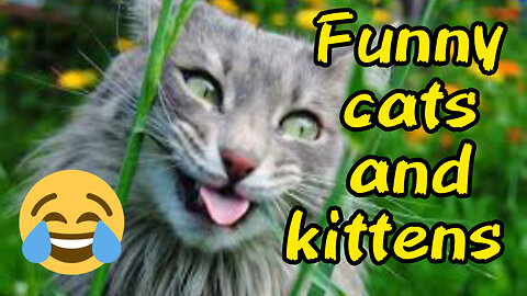 Funny cats and kittens | Funny animals | Best funny video