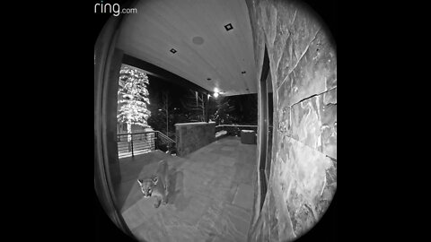 Video: Ring camera captures mountain lion growling at front door in Vail