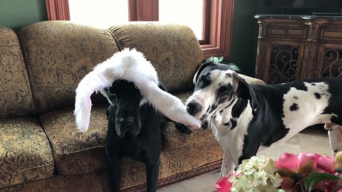 Funny Great Dane Puppy Tries To Swipe Easter Bunny Ears