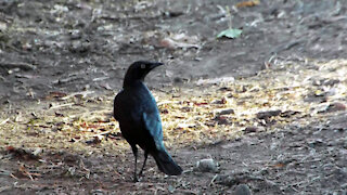 Brewer's Blackbird Striking A Pose