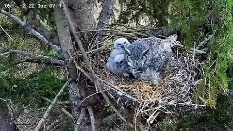 Ellis Bird Farm-Mom Returns From Break 🦉 5/24/22 07:38