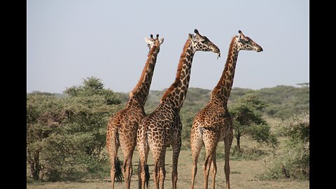 The lions chase the giraffe, and it falls under its claws