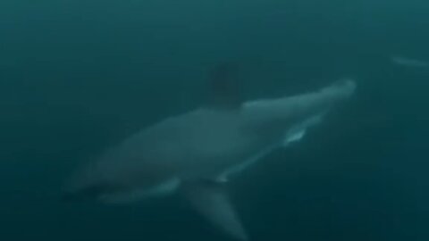 Great White Shark Encounter While Swimming