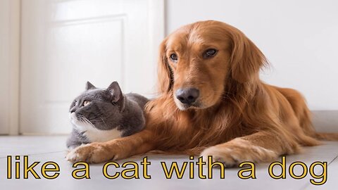 cat and dog friendship