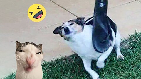 Funniest Cats And Dogs Videos 😁 - Best Funny Animal Videos 2024 🥰