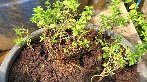 how to expand and transplant stevia