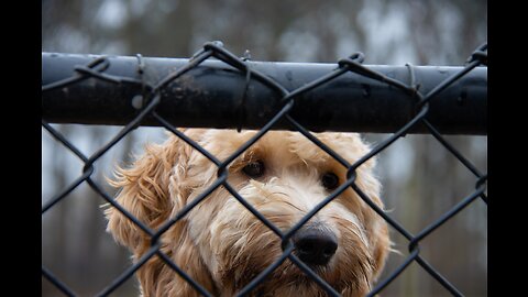 Adopt a dog. Rescue puppies from the evil hand.