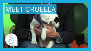 Meet Cruella | KERN LIVING