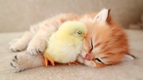 Kitten sleeps sweetly with the chicken