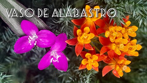 🙏Jardim de Louvor 3-(VASO DE ALABASTRO)🙏