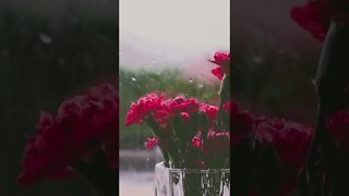 Relaxing Rain Sounds | #shorts