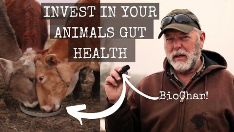 How Supplementing Biochar Can Improve Your Animals Health! :The BioChar Chronicles