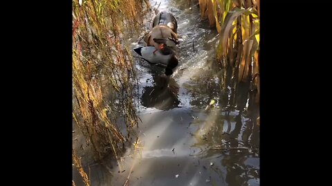 Mallard retrieve in Slo-Mo!