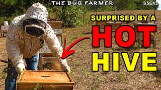 I ran into a HOT hive while feeding the bees. | Fall beehive Preparation.