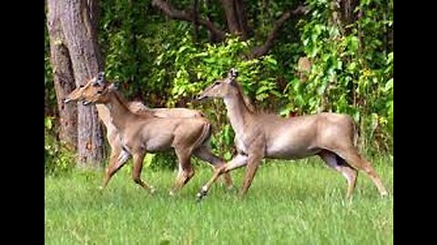 How Long Excitement Have Nilgai, #junglesafary,