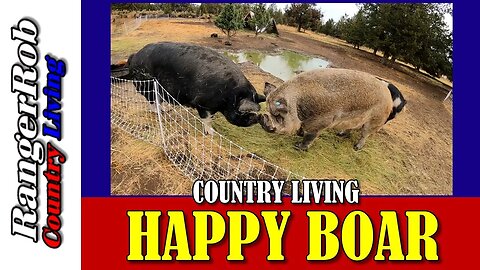 Happy Boar Pig, Idaho Pasture Pig Breeding Program