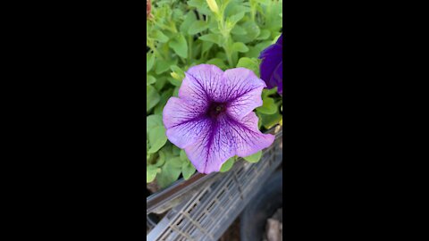 Gardening in the Desert in Raised Bins in October