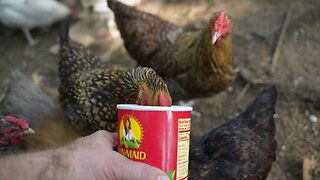 What can distract chickens away from danger?