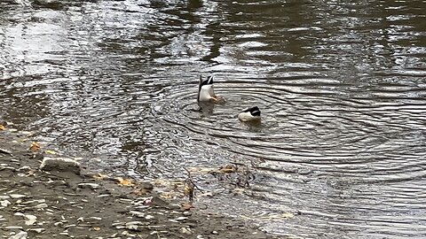 Mallards 🦆 synchronized swimming