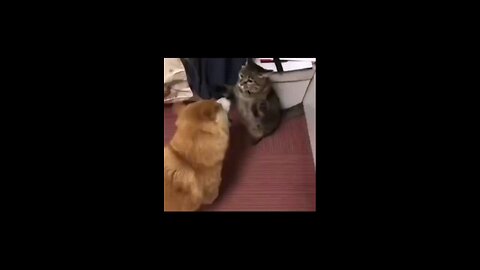 funny animals videos episode 4