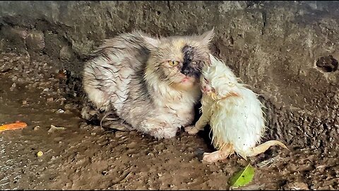 Heavy Rain forced Mother Cat to Carry her kitten in Streets, but No One Opened the Door for Them!