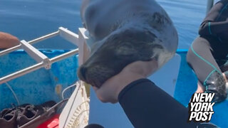 Sleepy sea lion turns diver's hand into a pillow