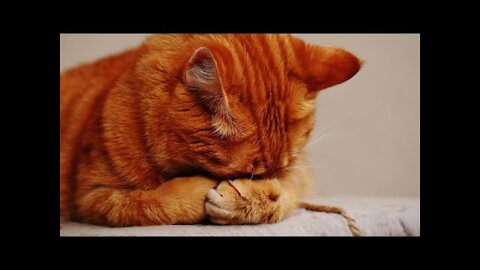 OMG So Cute ♥ Best Funny Cat Videos 2022.