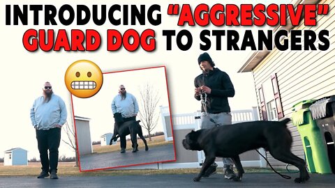 Bruce Wayne Meets Will Atherton INTRODUCING "Aggressive" Guard Dog