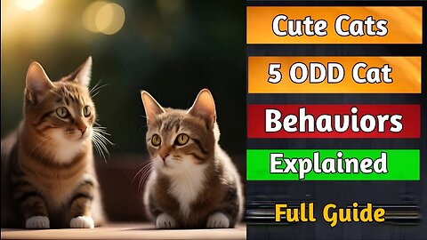 5 ODD Cat Behavior Explained