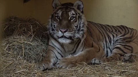 IFAW helps lions and tigers escape Ukraine to safety in Polish ZOO 1,772,265