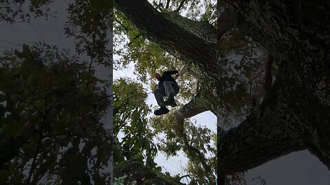 Ronnie Tree Stunts does a front flip