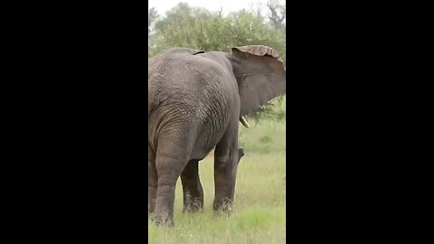 Lions Narrow Escape From Angry Elephant Attack