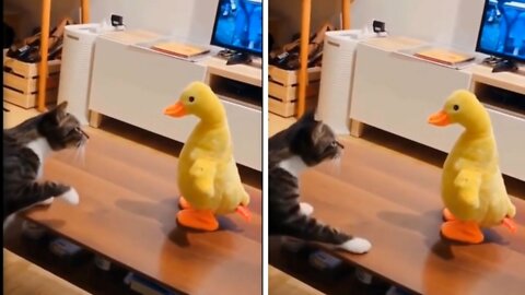 Smart cute cat very serius with the rc toy ducklings