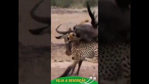 CHEETAS PEGANDO UM GNU #shorts #planetaanimalshorts #animals