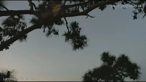 Owlet Hopping To a Different Branch 🦉 4/15/22 06:45